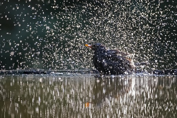 Blackbird (Turdus merula) bathing