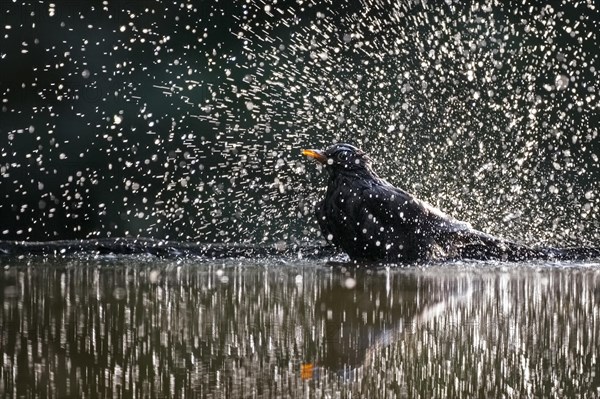 Blackbird (Turdus merula) bathing