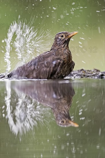 Blackbird (Turdus merula) bathing