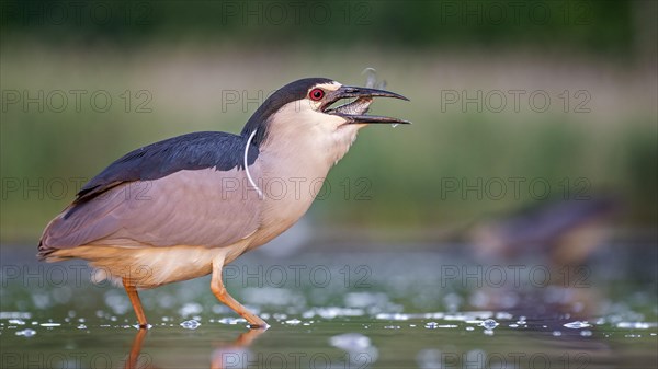 Black-crowned night heron (Nycticorax nycticorax)