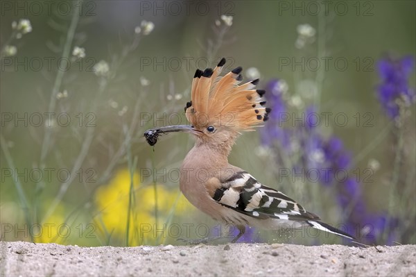 Hoopoe (Upupa epops)