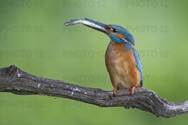 Common kingfisher (Alcedo atthis)