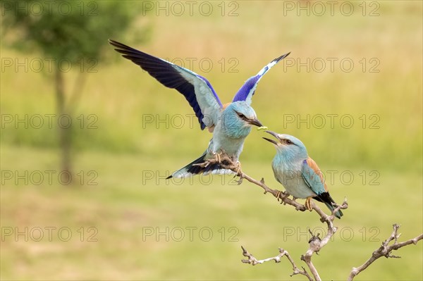 European rollers (Coracias garrulus)