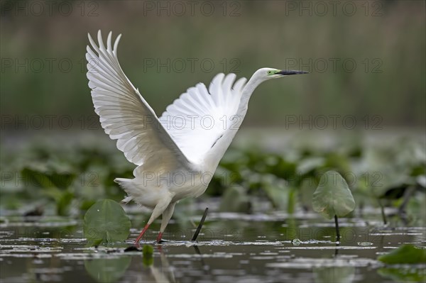 Great White Egret (Ardea alba modesta)