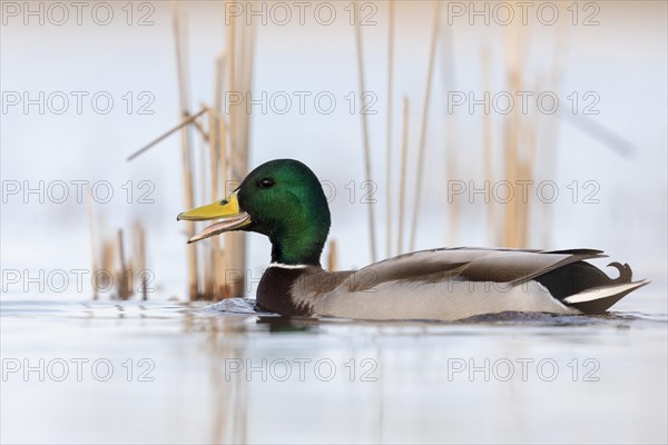 Mallard (Anas platyrhynchos)