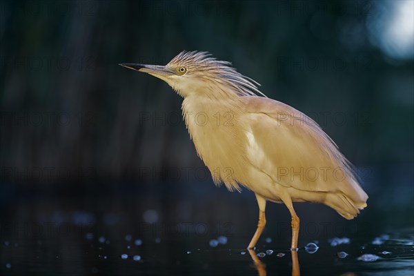 Squacco heron (Ardeola ralloides) at night hunting