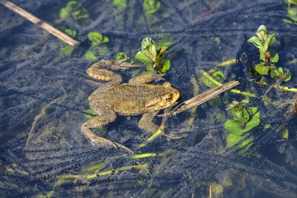 Common toad (Bufo bufo) in the water between spawning strings