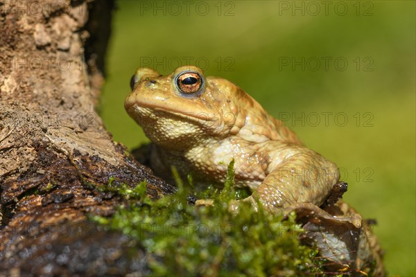 Common toad (Bufo bufo)