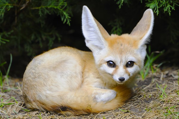 Fennec fox (Vulpes zerda)