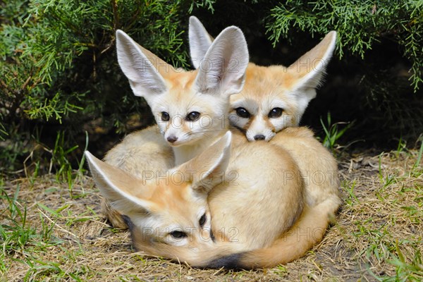 Fennec foxes (Vulpes zerda)