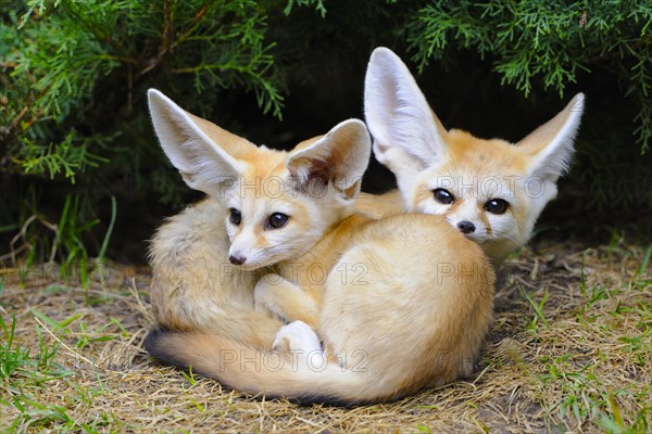 Fennec foxes (Vulpes zerda)