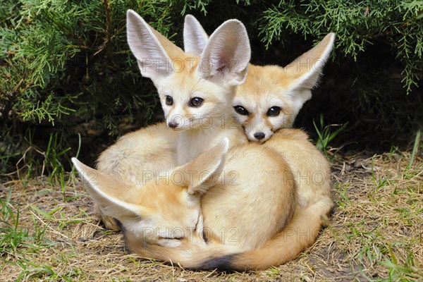 Fennec foxes (Vulpes zerda)