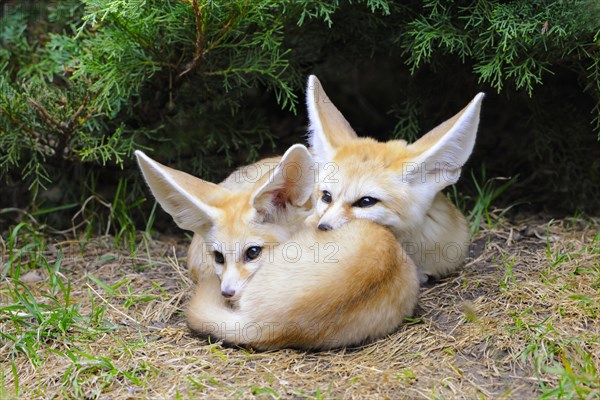 Fennec foxes (Vulpes zerda)