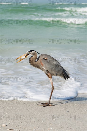 Great blue heron (Ardea herodias) at sea