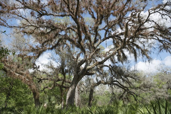 Vegetation