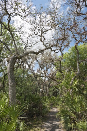 Vegetation