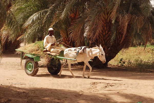 Local man riding donkey cart