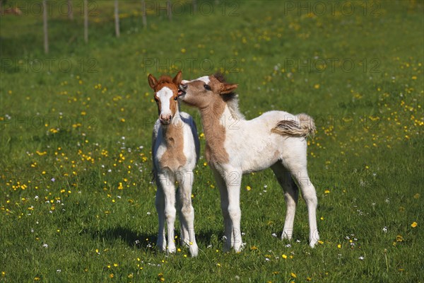 Two foals playing