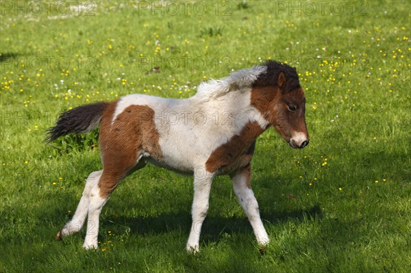 Foal