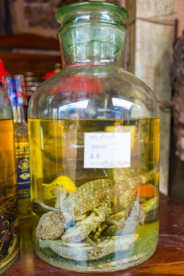 Rice wine with Tokay geckos (Gekko gecko)