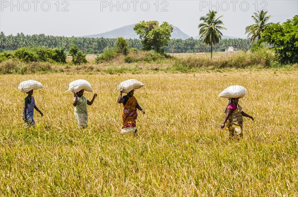 Indian women carry rice sacks on their heads through rice field