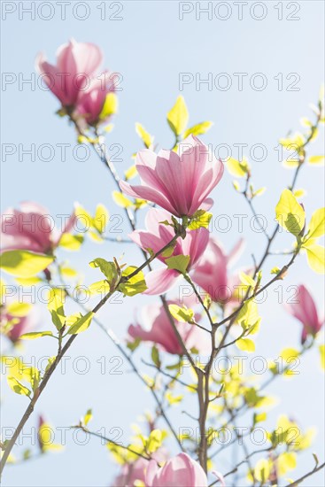 Pink magnolia flowers (Magnolia x soulangeana) with blue sky
