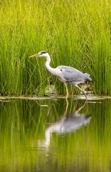 Grey heron (Ardea cinerea)