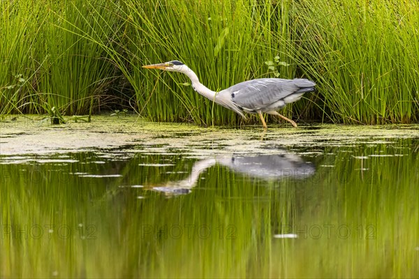 Grey heron (Ardea cinerea)