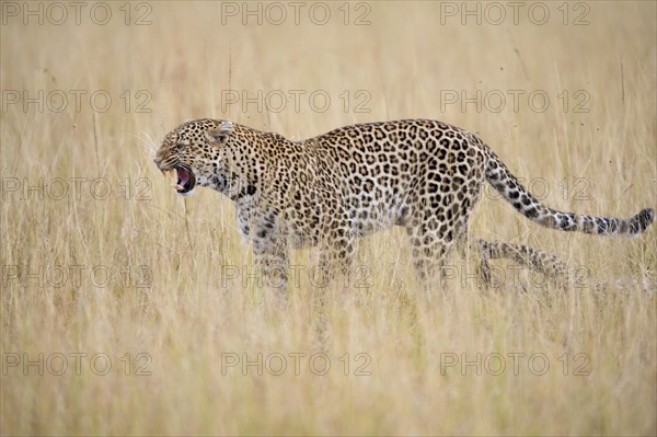 Leopard (Panthera pardus) female in the savannah
