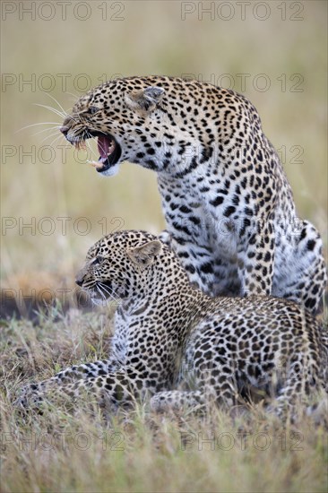 Growling female leopard (Panthera pardus) with cub in the savanna