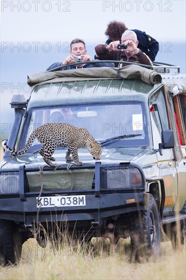 Young leopard (Panthera pardus) on a tourist car. Masai Mara Preserve