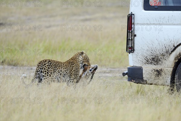 Leopard (Panthera pardus) with prey in the savannah behind a tourist car. Masai Mara Preserve