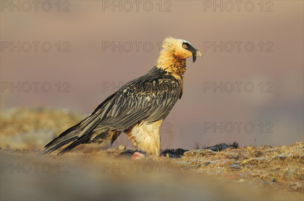 Bearded vulture (Gypaetus barbatus) at a feeding place
