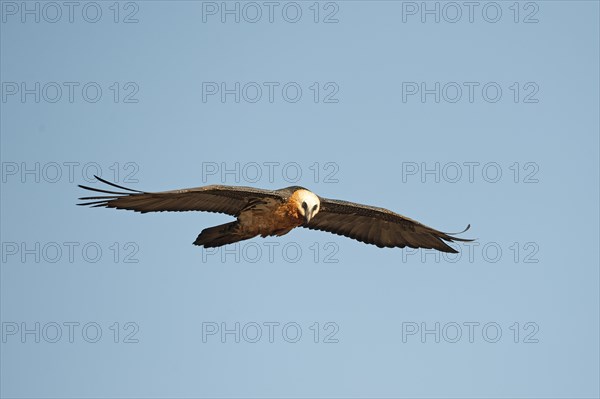 Bearded vulture in flight (Gypaetus barbatus)