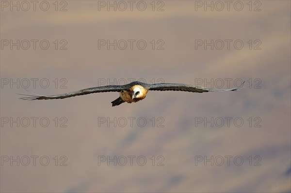 Bearded vulture in flight (Gypaetus barbatus)