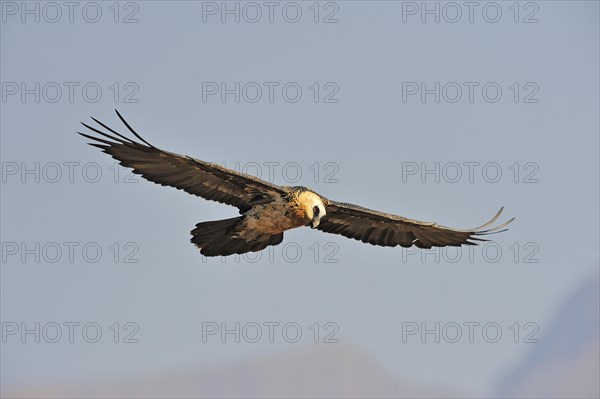 Bearded vulture in flight (Gypaetus barbatus)