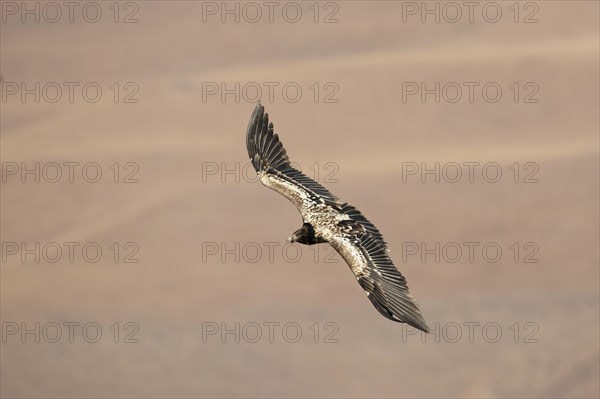 Immature bearded vulture in flight (Gypaetus barbatus)