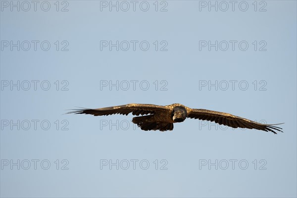 Immature bearded vulture in flight (Gypaetus barbatus)