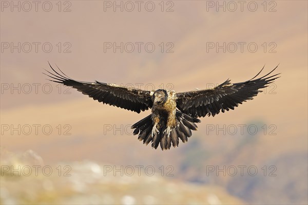 Immature bearded vulture in flight (Gypaetus barbatus)