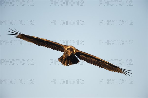 Immature bearded vulture in flight (Gypaetus barbatus)