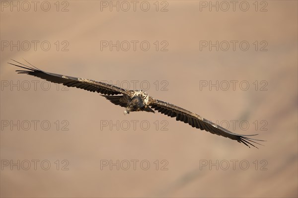 Immature bearded vulture in flight (Gypaetus barbatus)