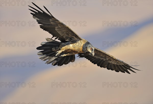 Immature bearded vulture in flight (Gypaetus barbatus)