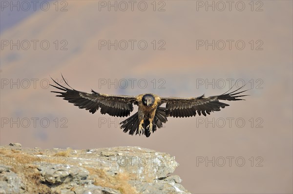 Immature bearded vulture in flight (Gypaetus barbatus)