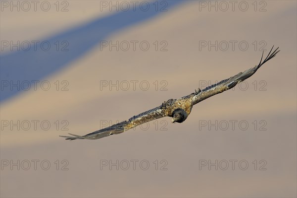 Immature bearded vulture in flight (Gypaetus barbatus)