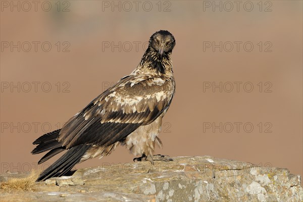 Immature bearded vulture (Gypaetus barbatus)