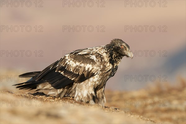 Immature bearded vulture (Gypaetus barbatus)