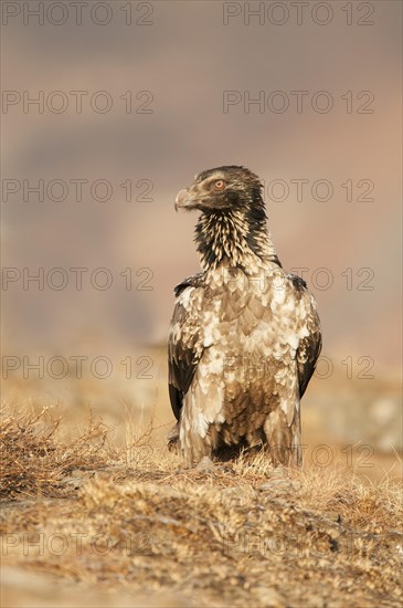 Immature bearded vulture (Gypaetus barbatus)