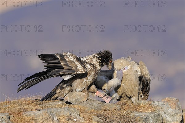 Bearded vulture (Gypaetus barbatus) and cape vulture (Gyps coprotheres) at a feeding place