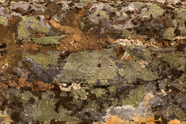 Crusty crustose lichen (Lichen) on a rock