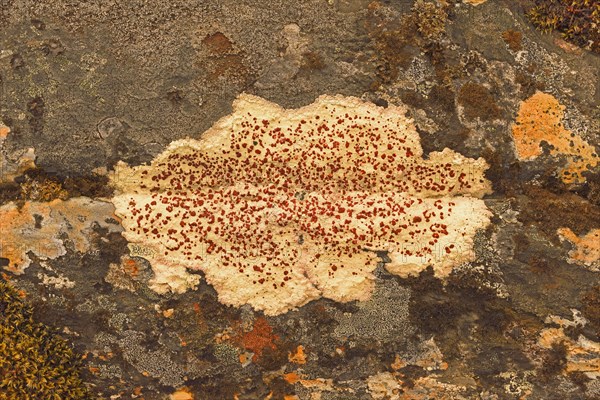 Crusty crustose lichen (Lichen)